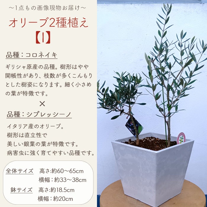 オリーブの木 1点ものオリーブ2種植え 【I】コロネイキ×シプレッシーノ