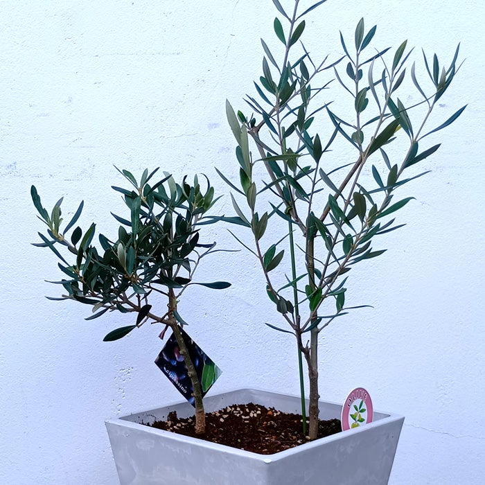 オリーブの木 1点ものオリーブ2種植え 【I】コロネイキ×シプレッシーノ