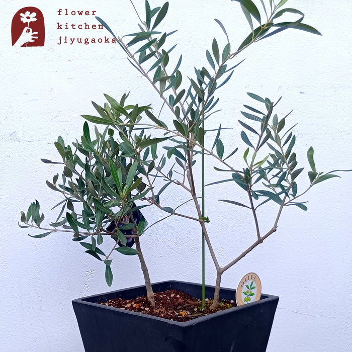 オリーブの木 1点ものオリーブ2種植え 【J】ミッション×シプレッシーノ