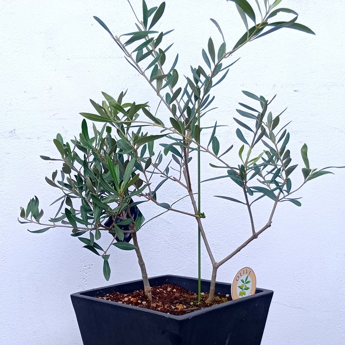 オリーブの木 1点ものオリーブ2種植え 【J】ミッション×シプレッシーノ
