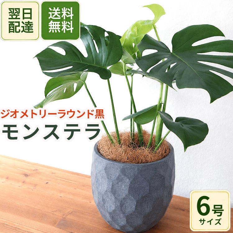 観葉植物 モンステラ6号鉢 ジオメトリーラウンドブラック鉢 ヤシ繊維
