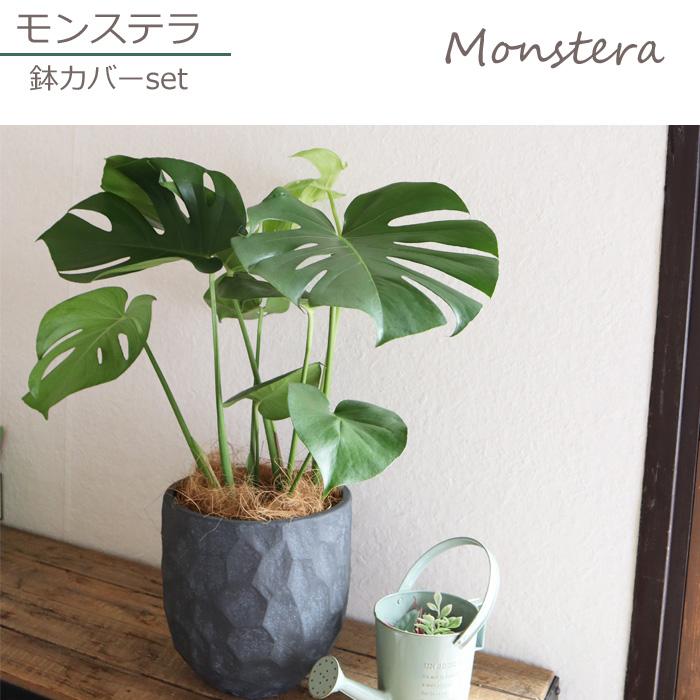 観葉植物 モンステラ6号鉢 ジオメトリーラウンドブラック鉢 ヤシ繊維
