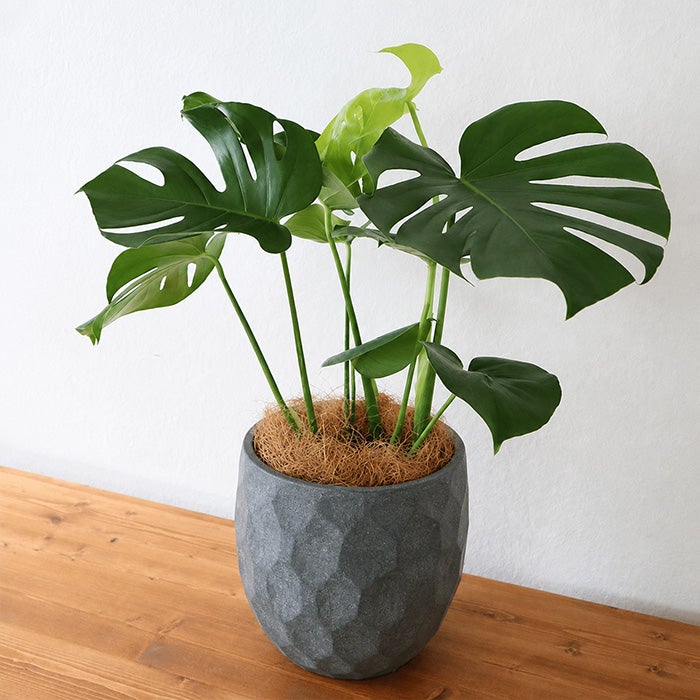 観葉植物 モンステラ6号鉢 ジオメトリーラウンドブラック鉢 ヤシ繊維