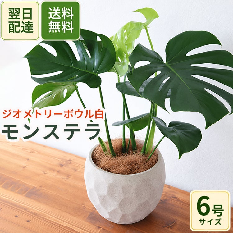 観葉植物 モンステラ6号鉢 ジオメトリーボウル ホワイト ヤシ繊維