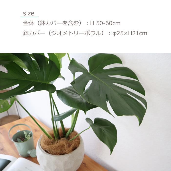 観葉植物 モンステラ6号鉢 ジオメトリーボウル ホワイト ヤシ繊維