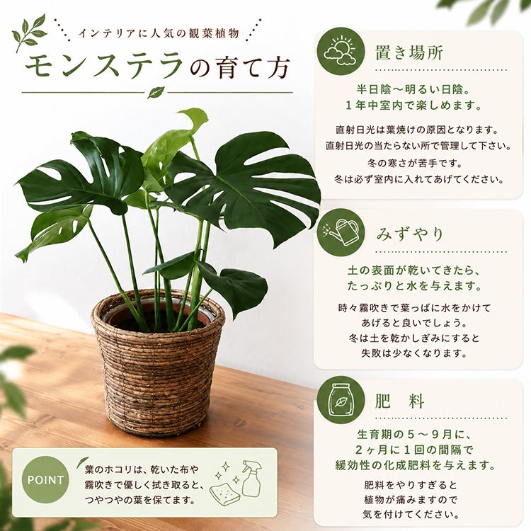 観葉植物 モンステラ6号鉢 ジオメトリーボウル ホワイト ヤシ繊維