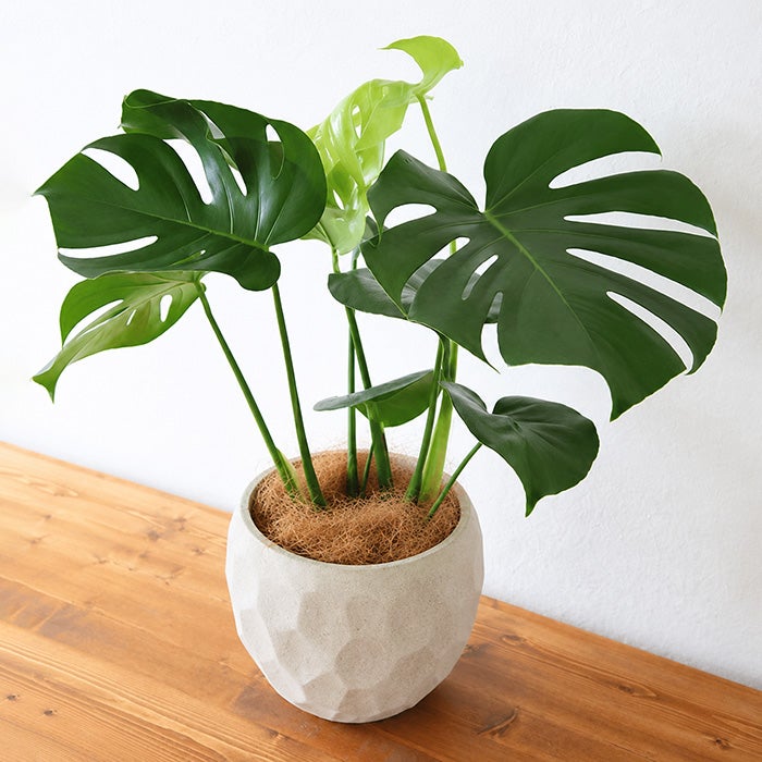 観葉植物 モンステラ6号鉢 ジオメトリーボウル ホワイト ヤシ繊維
