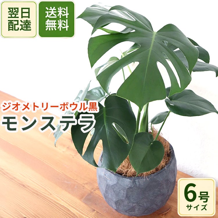 観葉植物 モンステラ6号鉢 ジオメトリーボウル ブラック ヤシ繊維