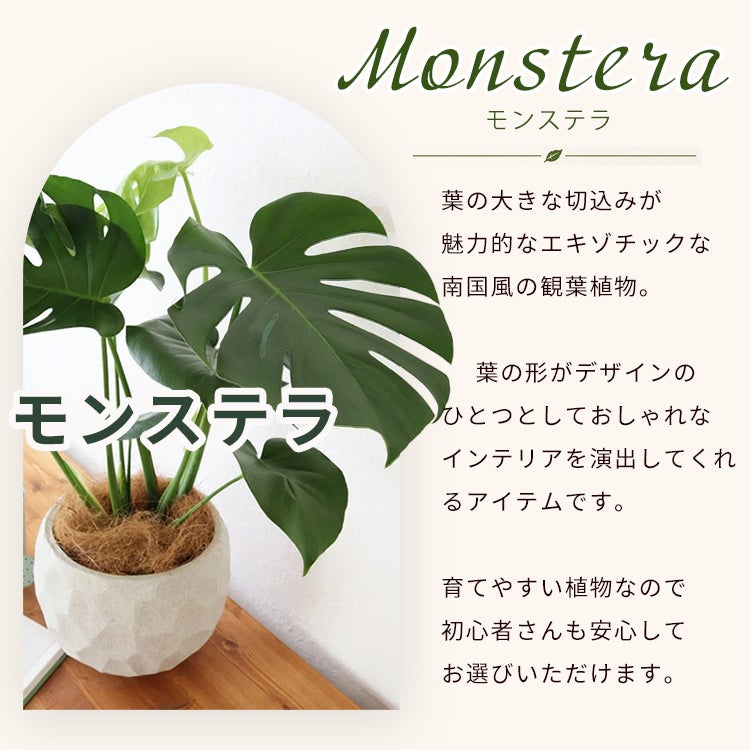観葉植物 モンステラ6号鉢 ジオメトリーボウル ブラック ヤシ繊維