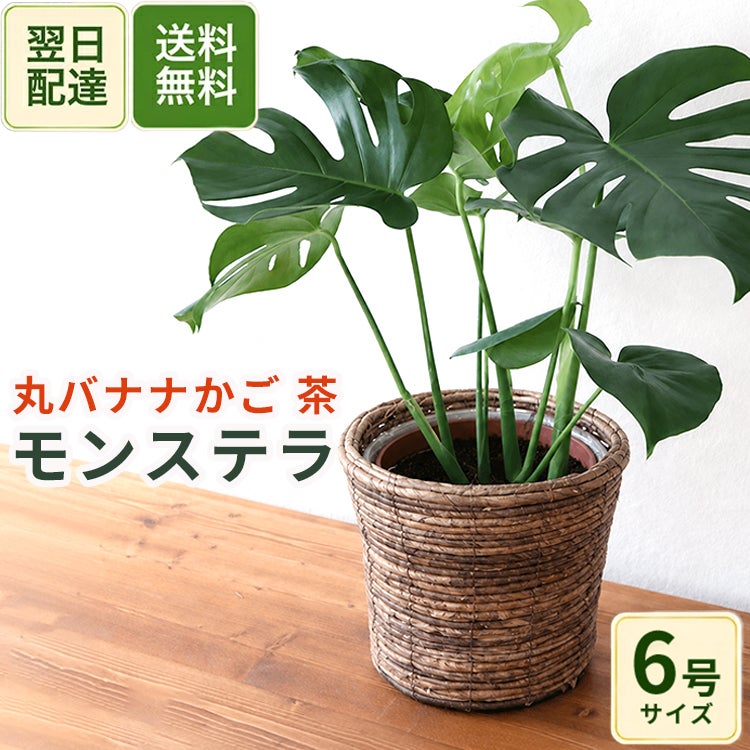 観葉植物 モンステラ6号鉢 丸バナナカゴ 茶色 FKTK | Flower Kitchen