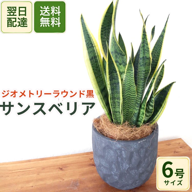 観葉植物 サンスベリア 6号鉢 ジオメトリーラウンド ブラック ヤシ繊維