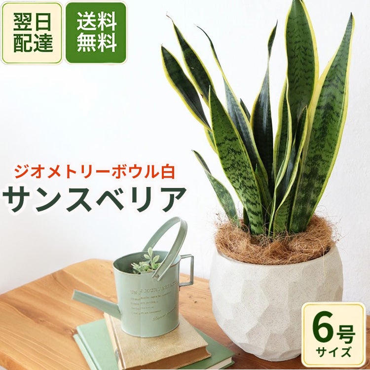 観葉植物 サンスベリア 6号鉢 ジオメトリーボウル ホワイト ヤシ繊維