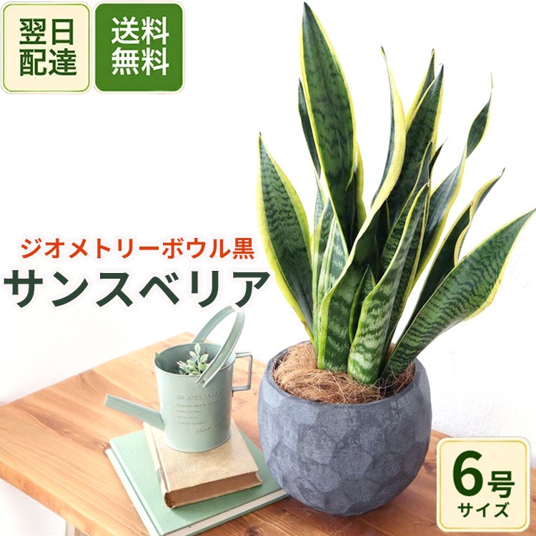 観葉植物 サンスベリア 6号鉢 ジオメトリーボウル ブラック ヤシ繊維