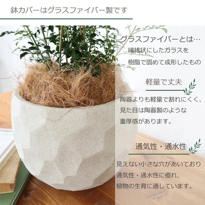 観葉植物 シマトネリコ 6号鉢 ジオメトリーラウンド ホワイト ヤシ繊維
